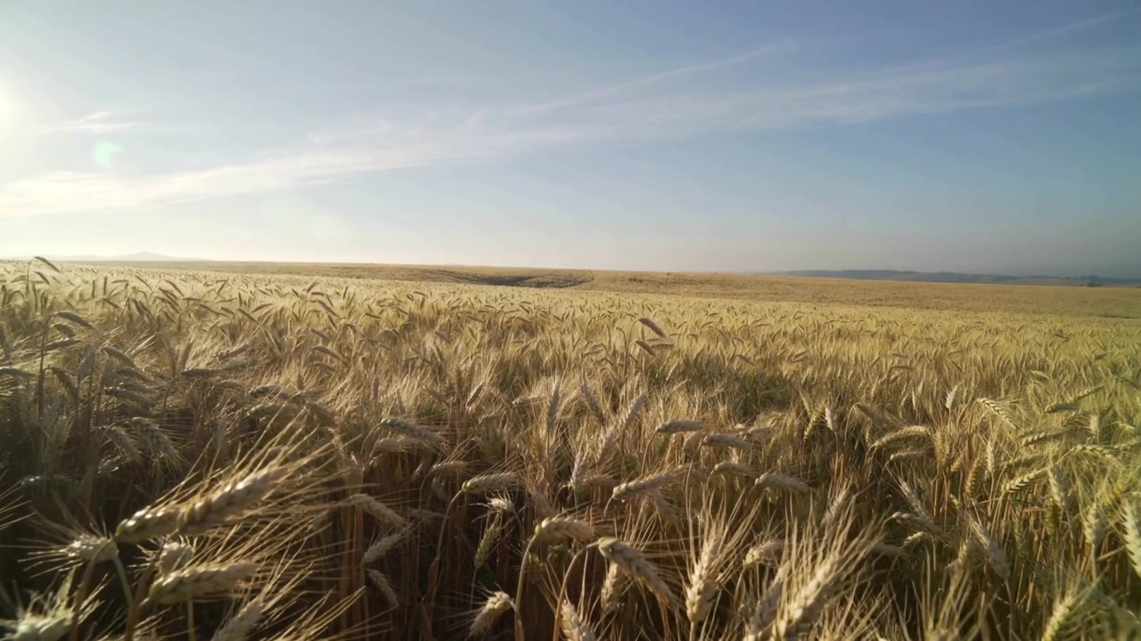 Swaying wheat stalks responding to light breeze in field, sun glare glinting on ears and horizon