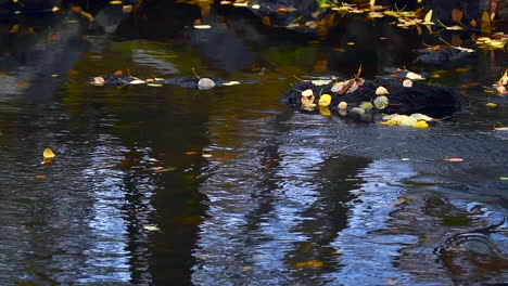 Bachforellen-Laichen-In-Einem-Fluss-In-Finnland