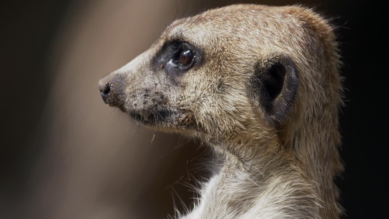 un adorable suricata mirando a su alrededor - de cerca