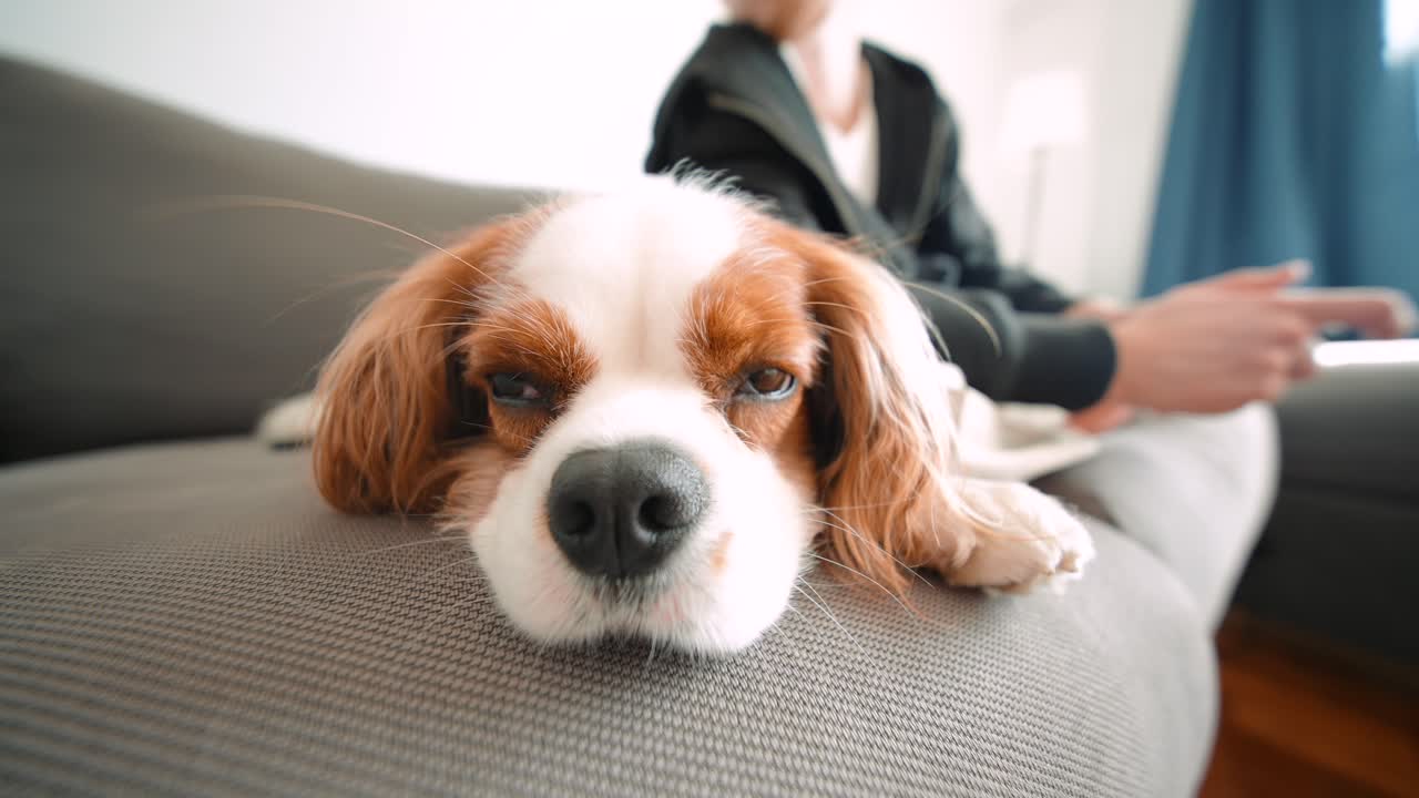Cavalier King Charles Spaniel resting on a couch