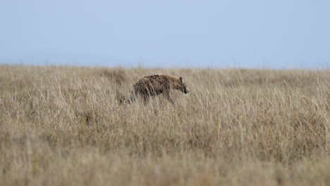 serengeti_hyena walking through talll grass at top of hill.