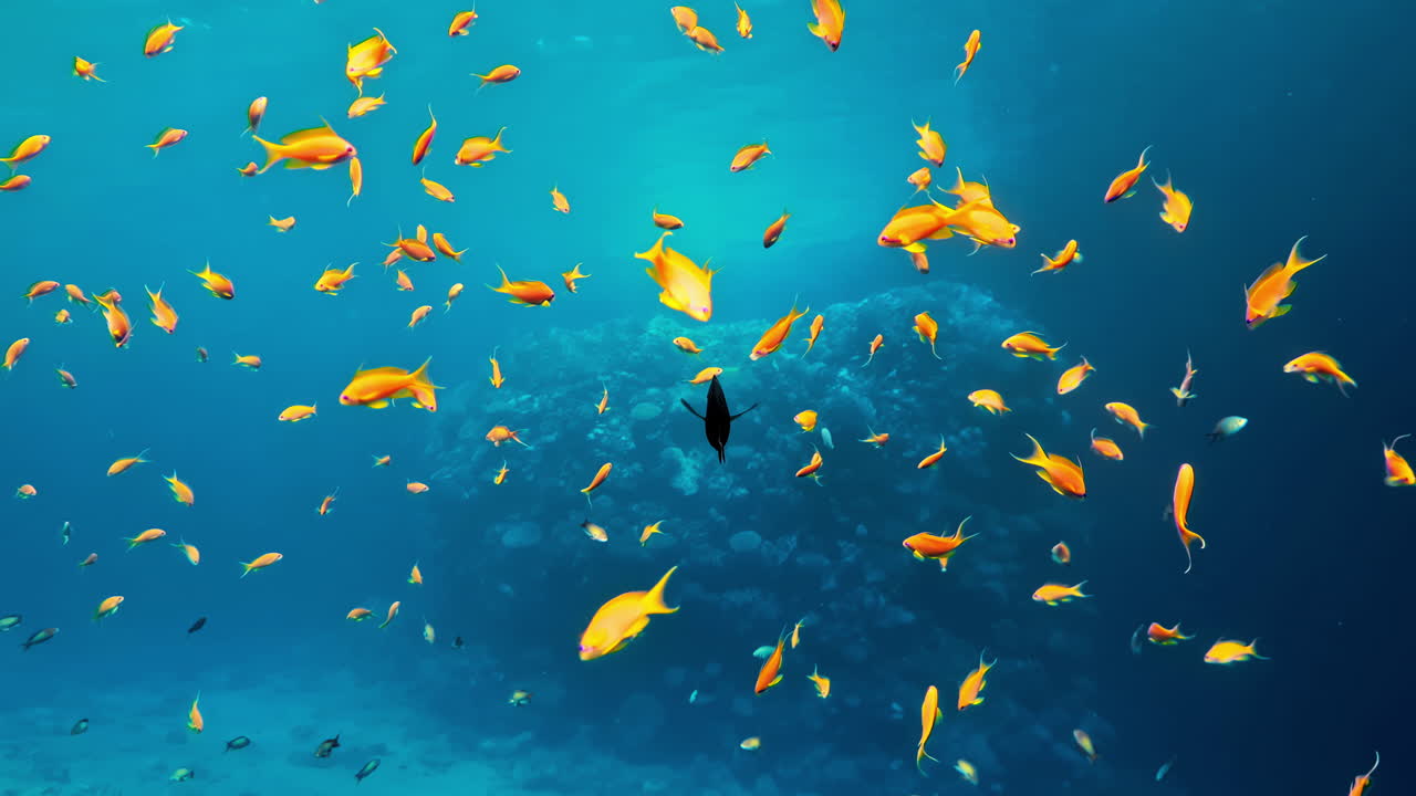 A vibrant school of yellow-orange fish swims gracefully in clear blue ocean water