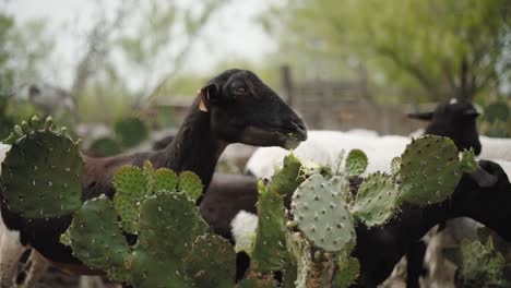 rebaño de cabras comiendo nopales en méxico, plano medio