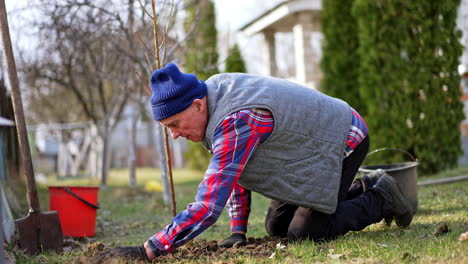 old man kneeling near the young tree and thumbing the ground around. gardener planting a new tree in his fruit garden.