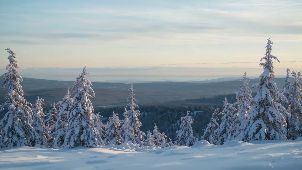 Panorering af kamera, der afslører en stor, sneklædt, stedsegrøn plante, der kommer til syne på en bakketop, hvilket fremhæver den tunge sne