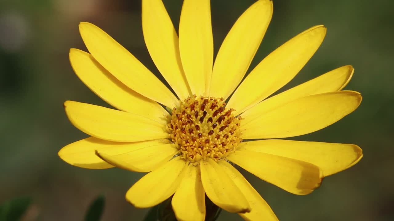 primer plano de una flor de osteospermum ecklonis, una popular planta de jardín