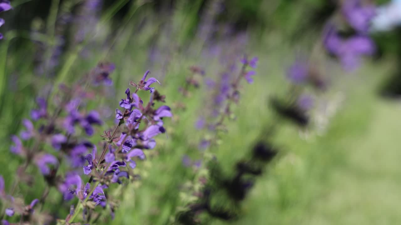 Purple flowers in a meadow close up background