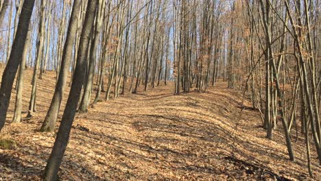 Walking-on-a-forest-road,-early-spring-season