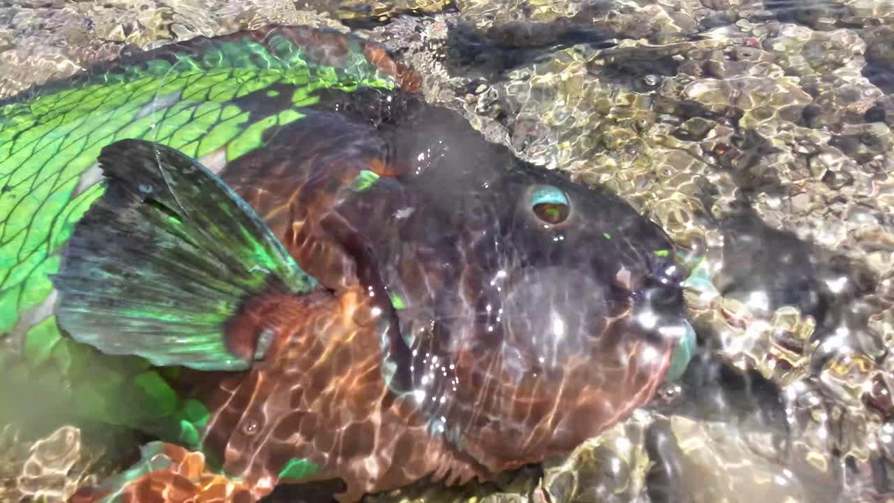 Colorful parrotfish resting in shallow, clear water surrounded by coral