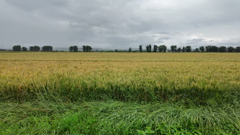 rain falling on wheat field
