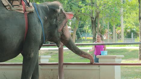 thai woman feeding a thai elephant at an enclosure in thailand