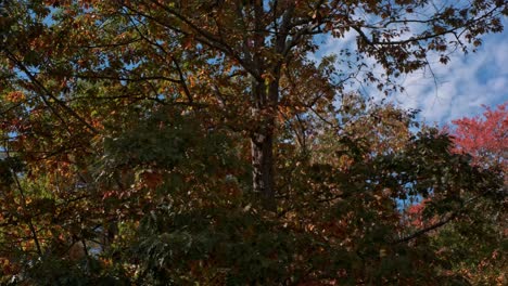las coloridas hojas de otoño pasan rápidamente en los árboles y contrastan bajo un cielo azul