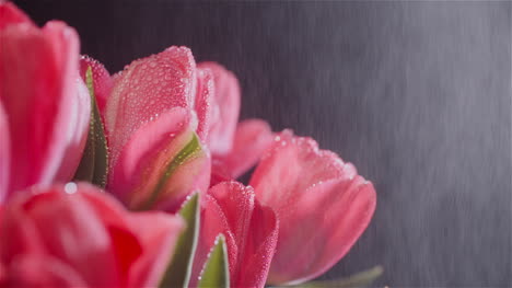 dew drops on fresh tulips on black background 6