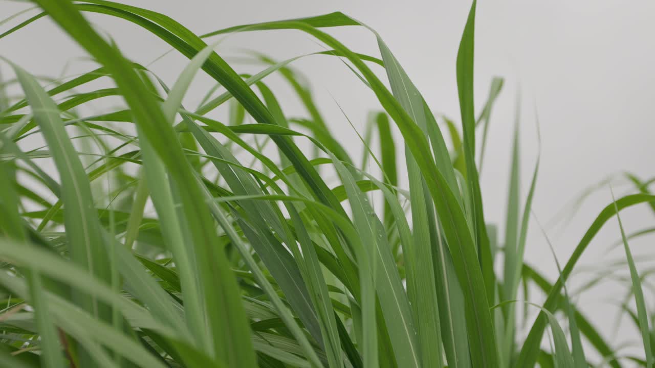 Close up, green grass sugar cane leaves sway and blow on a windy day