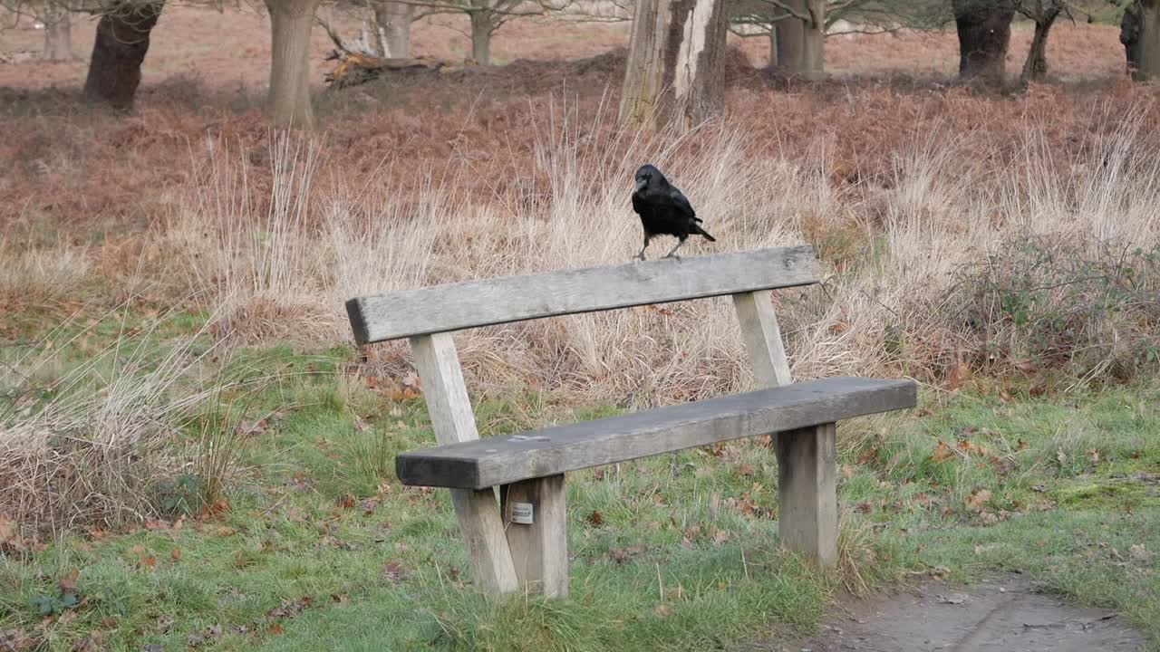 A crow jumping around park bench and going away