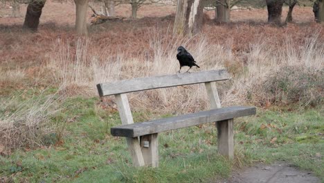 a crow jumping around park bench and going away