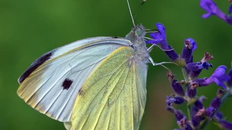 Mariposa-Blanca-De-Repollo-En-Flor-De-Lavanda---Disparo-Macro