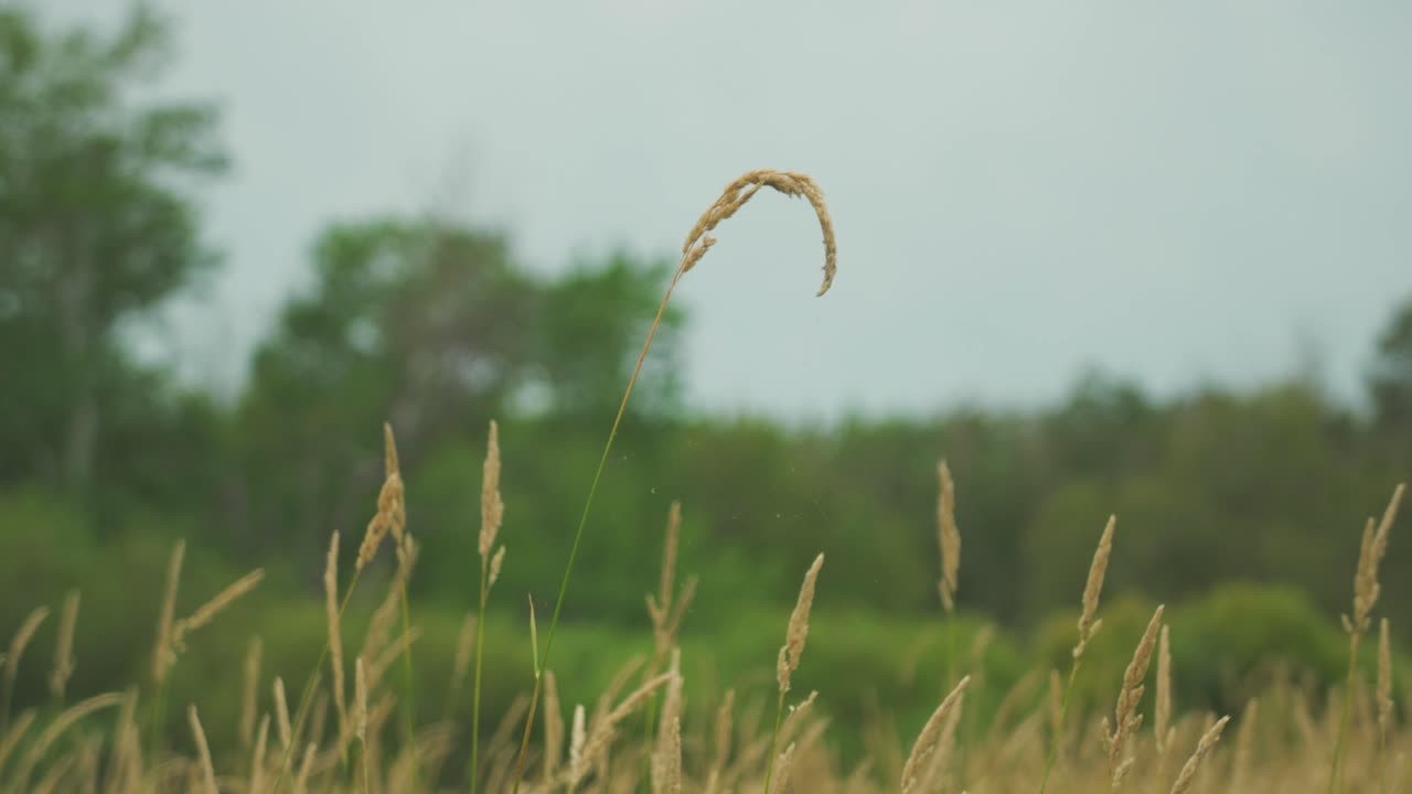 부시-1의 야생 밀