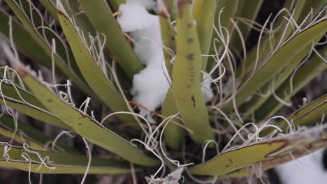 joshua tree cubierto de nieve