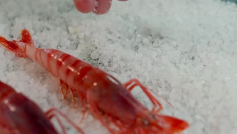 cooking red mediterranean shrimp with salt