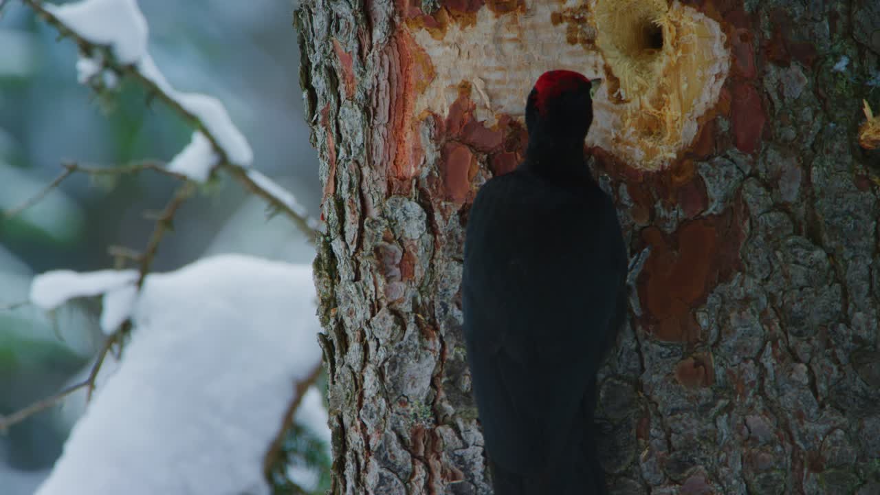 un pájaro carpintero negro está picoteando un agujero rápido
