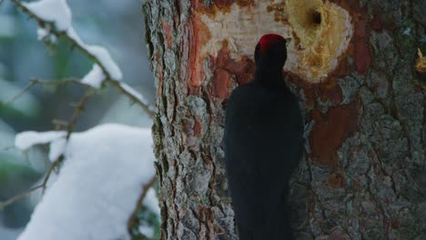 a black woodpecker is pecking a hole fast