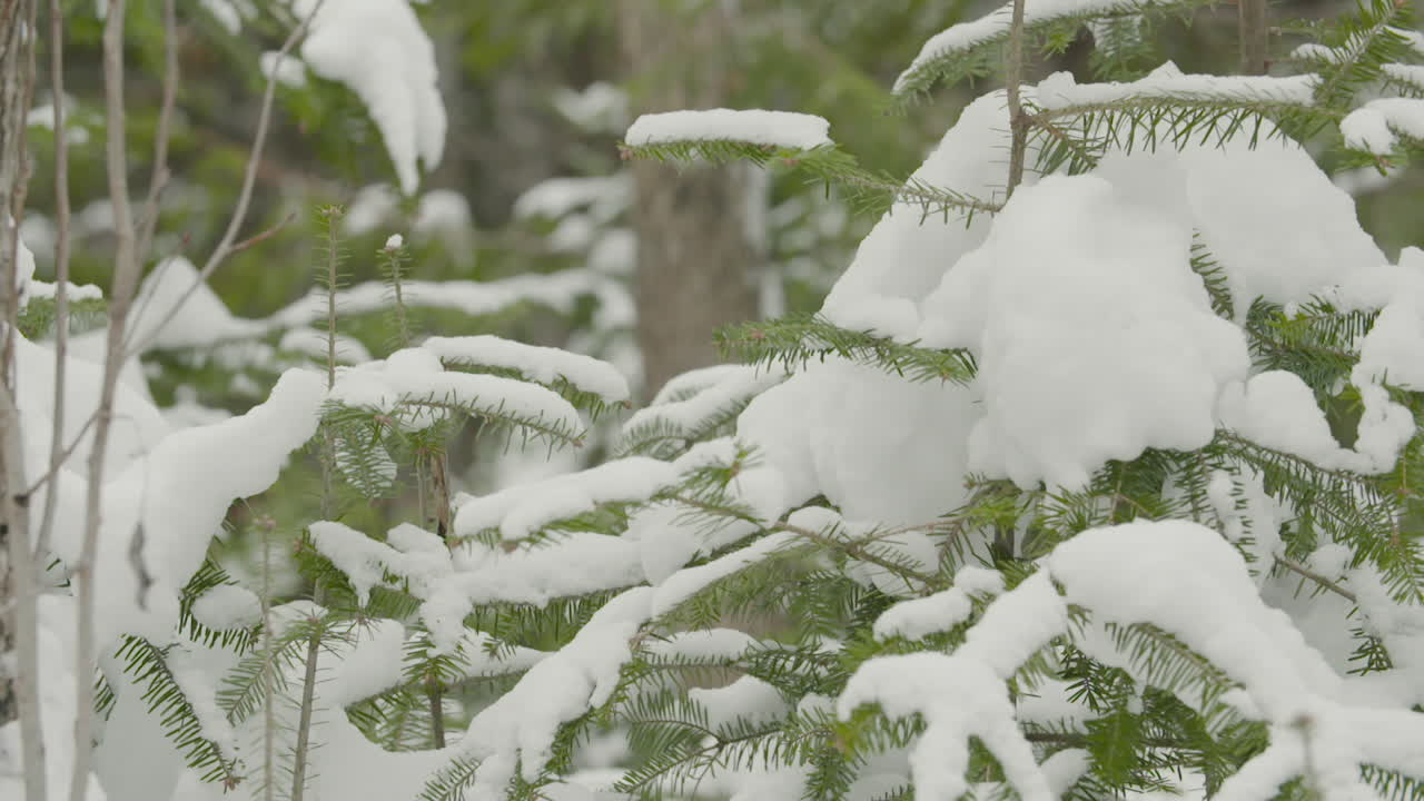 movimiento en cámara lenta alrededor de ramas de abeto llenas de nieve blanca y esponjosa