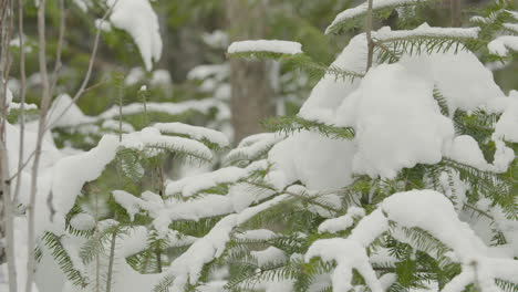 slow motion movement around fir tree branches full of white fluffy snow