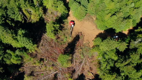 clearcut of redwood trees with timber loading from above