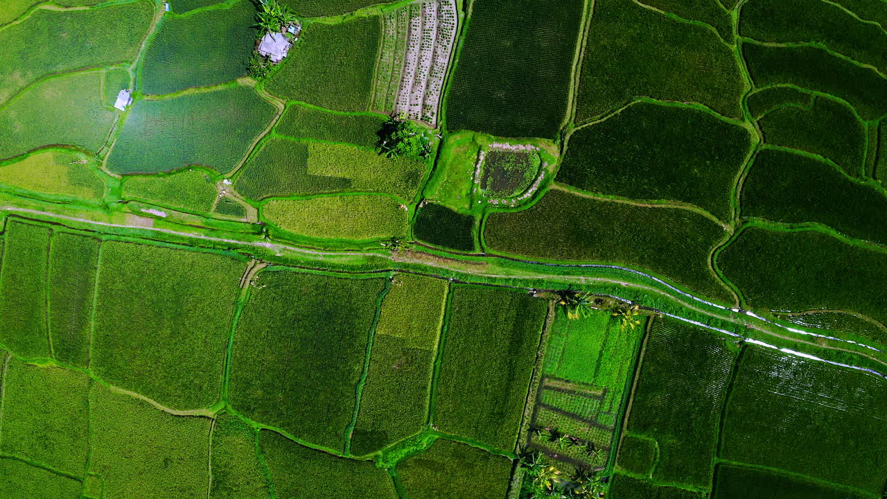campos de cultivo verdes con caminos en la región de plantaciones de arroz de ubud en bali