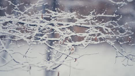 潮湿和沉重的第一次雪落在微妙的树枝上 仍然覆盖着干燥的秋叶