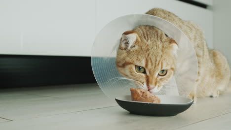 a pet in a cone-shaped collar eats food. the collar prevents itching of the wound after surgery