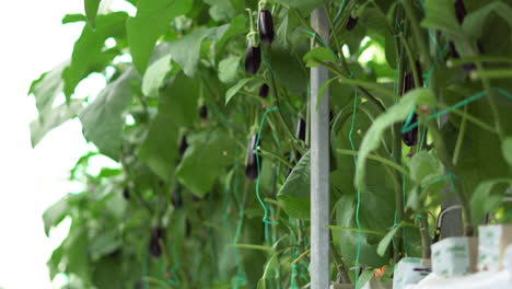 planting with aubergines