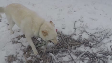 Zeitlupe---Weißer-Husky-Hund-Spielt-Und-Kaut-Stöcke-Im-Schnee