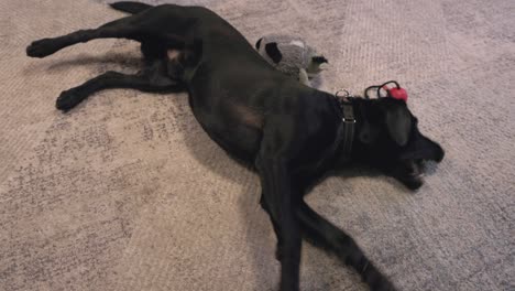close-up shot of a black labrador rolling and chewing on its toy ball