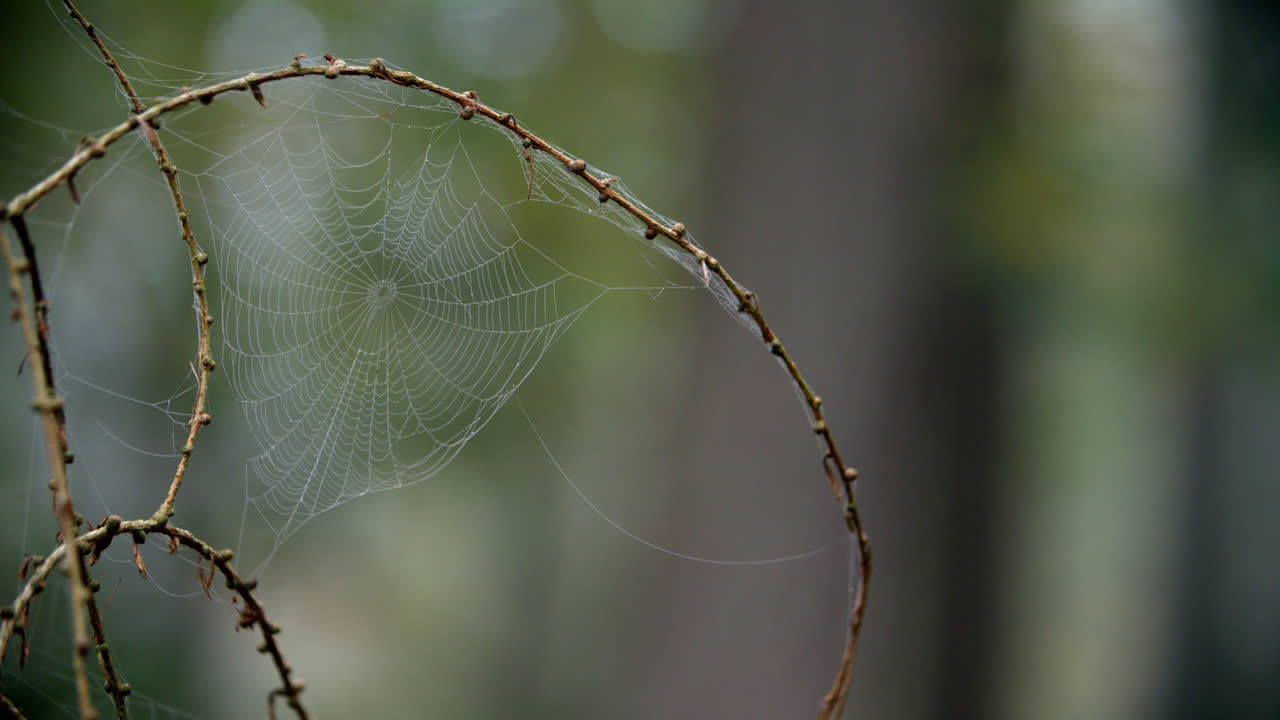 Dew Covered Cobweb In Autumn Woodland