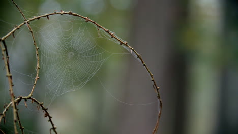 Telaraña-Cubierta-De-Rocío-En-El-Bosque-De-Otoño