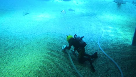 scuba diver interacting with fish underwater