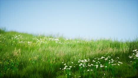 field of green fresh grass under blue sky