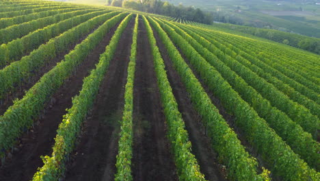 Weinberge,-Die-Ländliches-Feld-In-Langhe,-Piemont,-Bewirtschaften