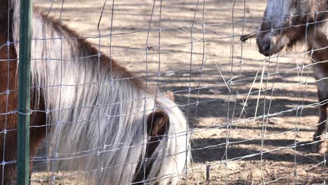 clip of adorable shetland ponies eating some straw hay off the ground