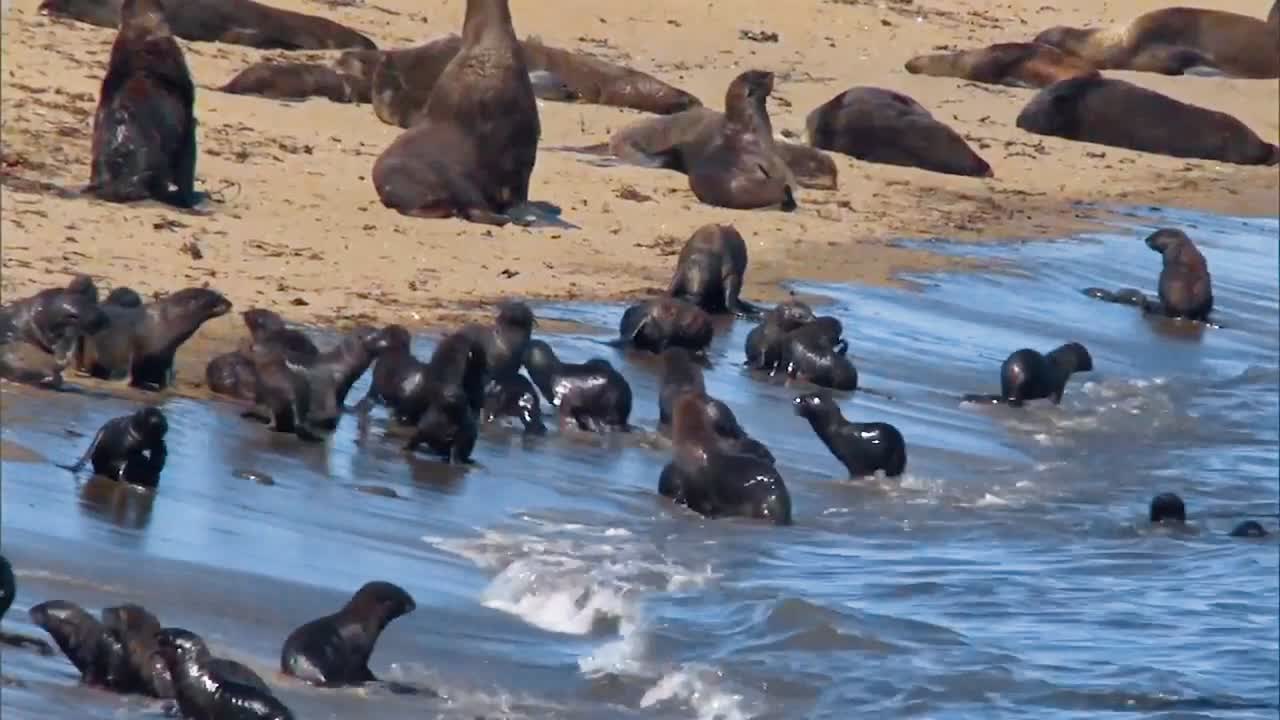 프리빌로프 섬의 해변에 있는 북부 물개 새끼
