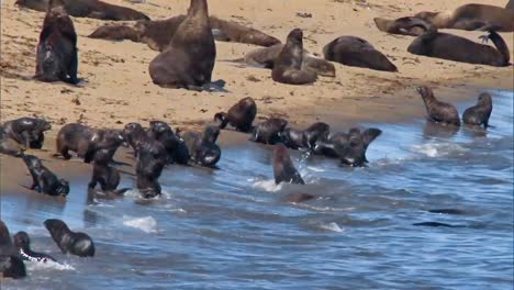 northern fur seal cubs on a beach on the pribilof islands