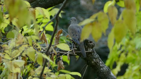 Klarer-Schuss-Durch-Die-Umgebenden-Herbstblätter-Von-Wunderschönen-Trauernden-Taubenexemplaren