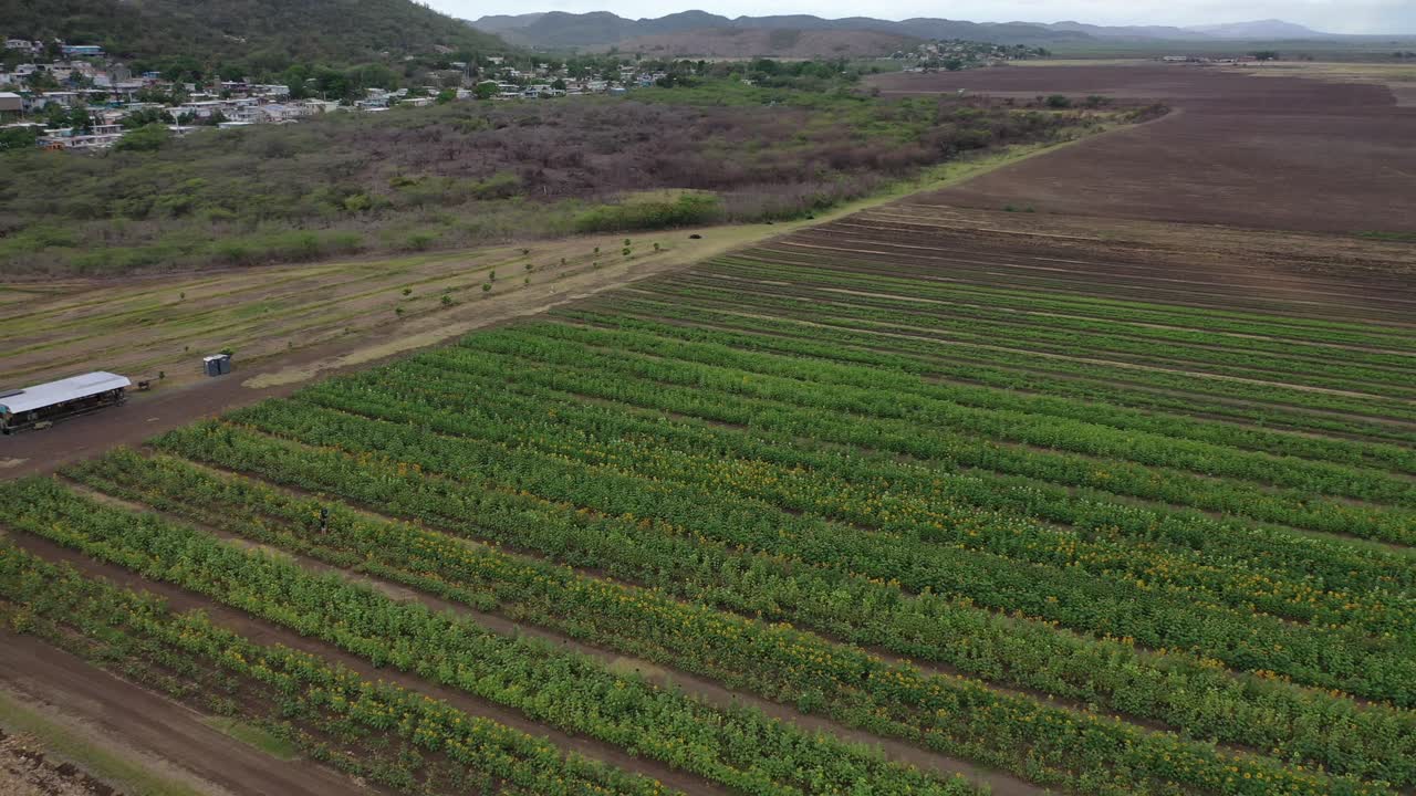 해바라기 밭의 공중 드론 영상