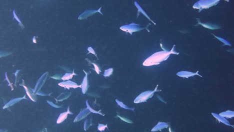 4k video footage of huge numbers of fusiliers feeding on a coral reef at night in the red sea