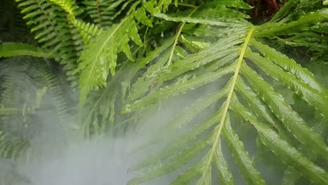 fog moving slowly through beautiful emerald green tropical wet fern leaves, very surreal image perfect for calm meditation scene or for a more dramatic eerie transition