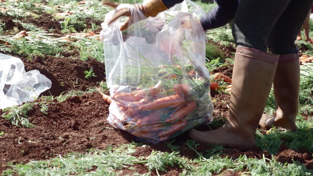 trabajador de granja llenando una bolsa de plástico con zanahorias, ambiente agrícola, vietnam
