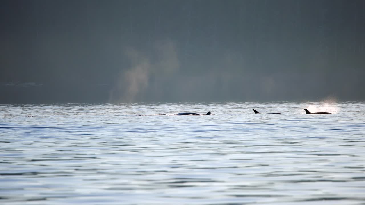 Pod of orcas swimming with backlit spray splashing fins moving right