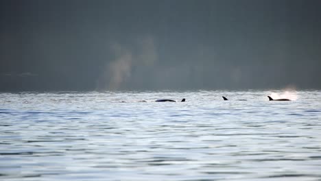 pod of orcas swimming with backlit spray splashing fins moving right